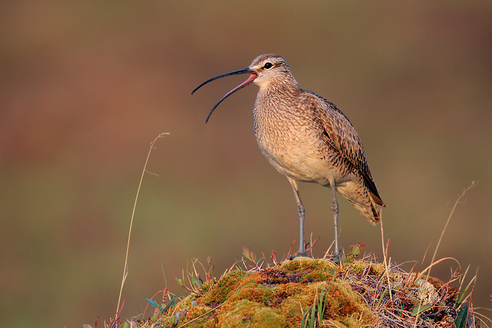 Whimbrel