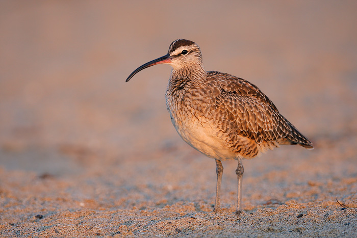 Whimbrel