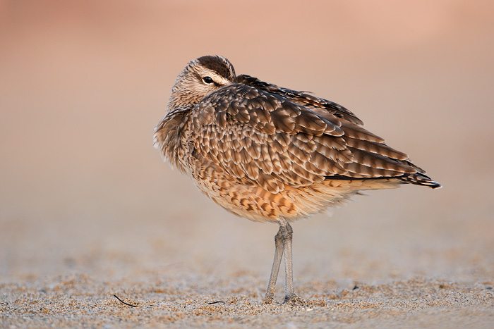 Whimbrel