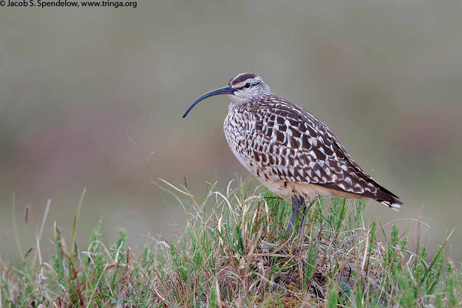 Bristle-thighed Curlew