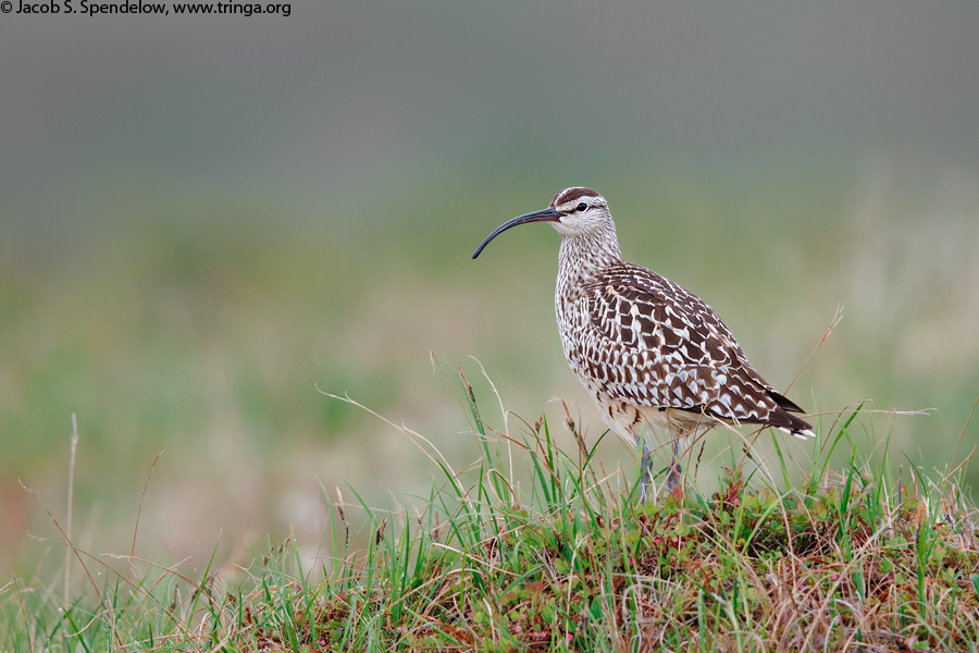 Bristle-thighed Curlew