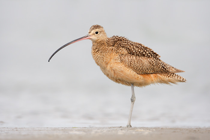 Long-billed Curlew