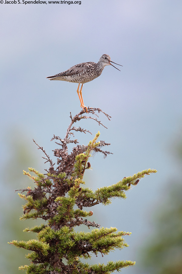 Greater Yellowlegs