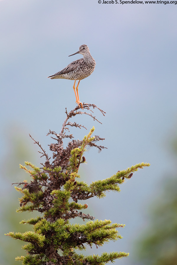 Greater Yellowlegs