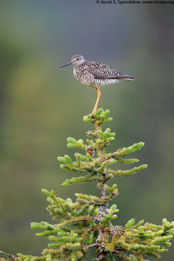 Greater Yellowlegs