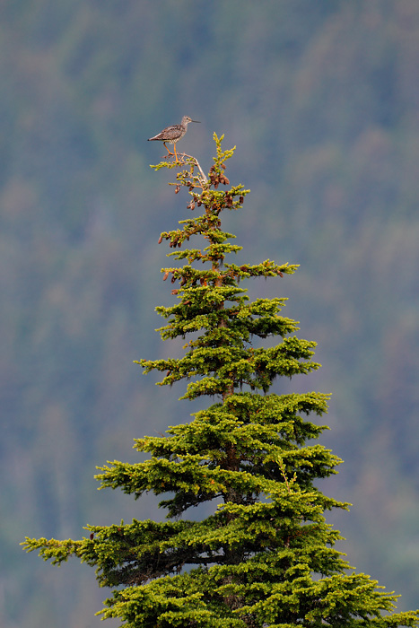 Greater Yellowlegs