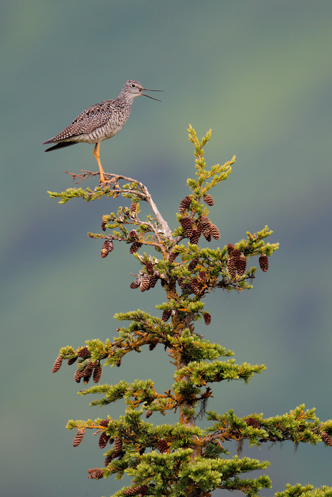 Greater Yellowlegs