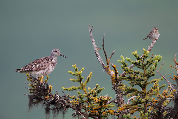 Greater Yellowlegs and Lincoln's Sparrow