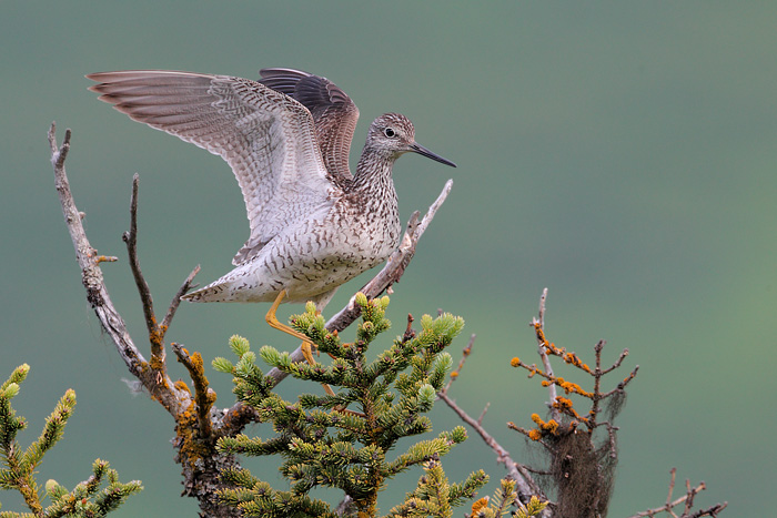 Greater Yellowlegs