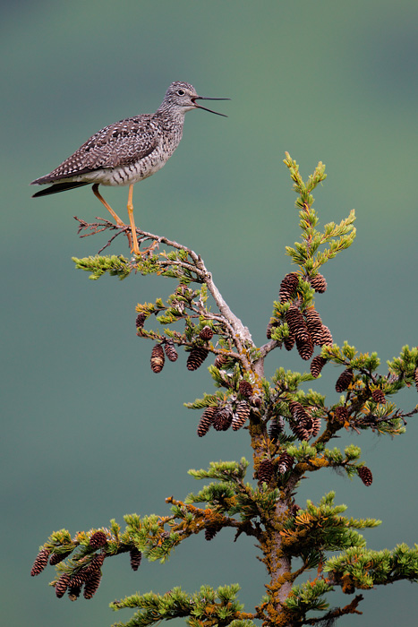 Greater Yellowlegs