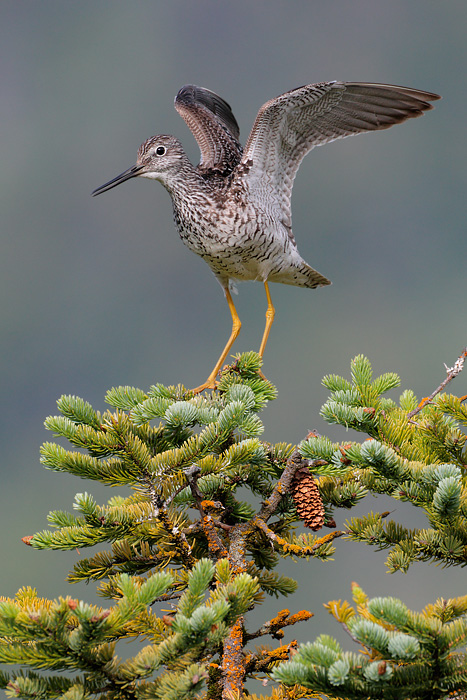 Greater Yellowlegs