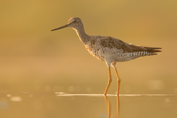 Greater Yellowlegs