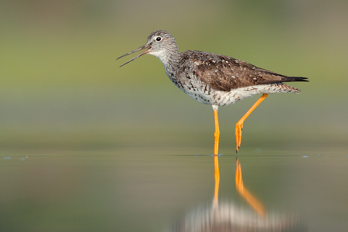 Greater Yellowlegs