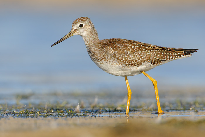 Greater Yellowlegs