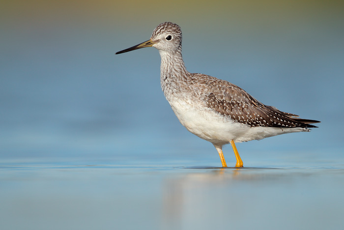 Greater Yellowlegs