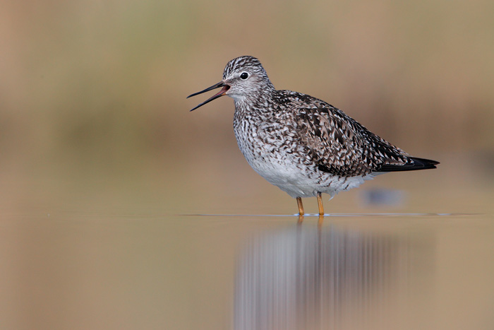 Lesser Yellowlegs