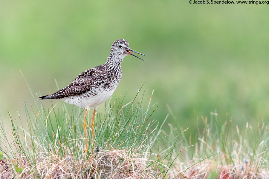 Lesser Yellowlegs