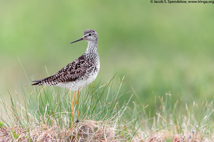 Lesser Yellowlegs