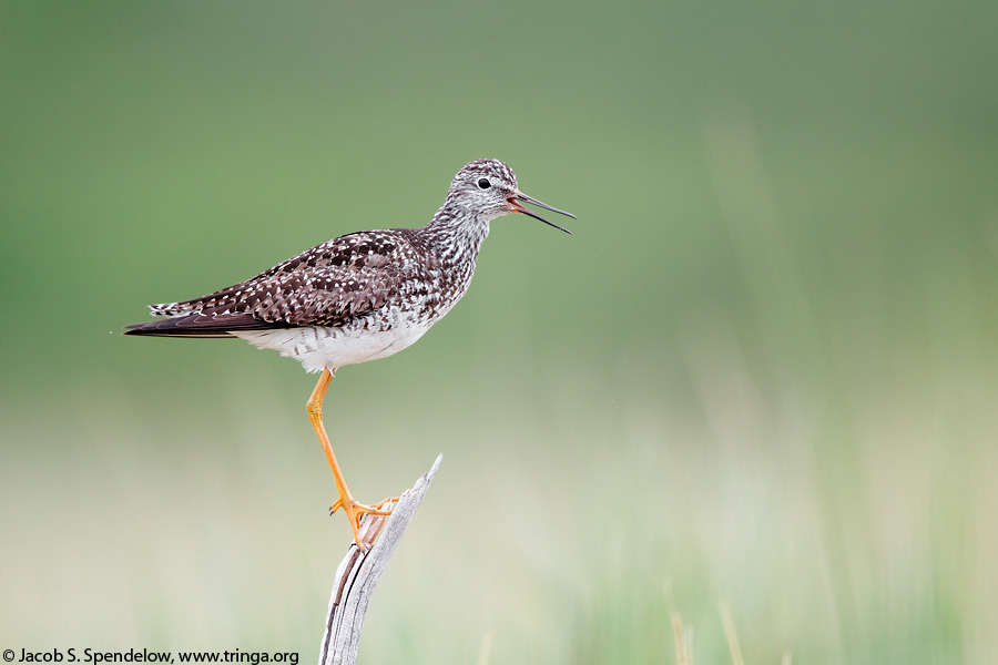 Lesser Yellowlegs