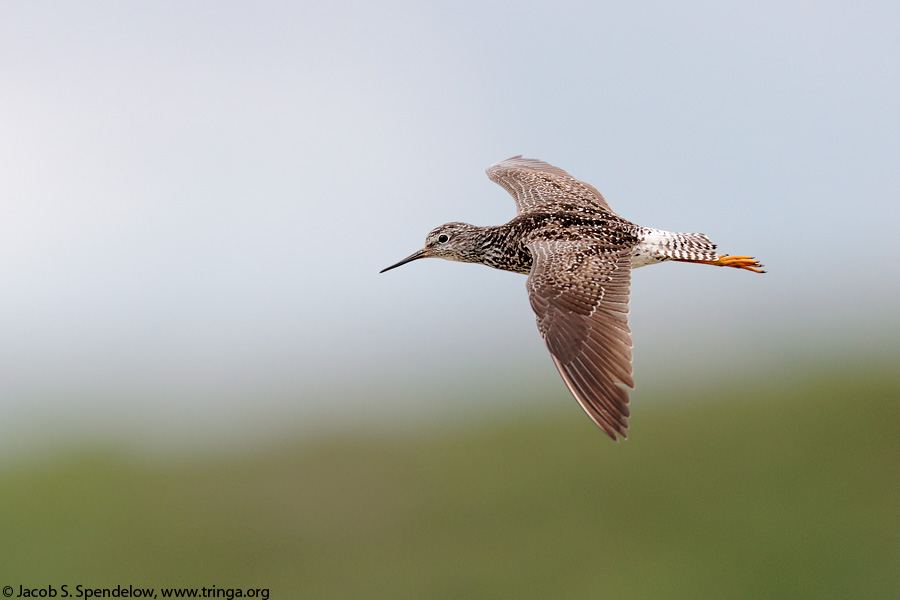 Lesser Yellowlegs