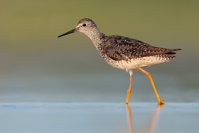 Lesser Yellowlegs