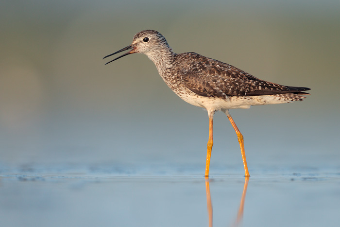 Lesser Yellowlegs