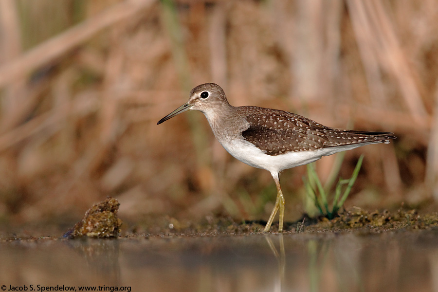 Solitary Sandpiper