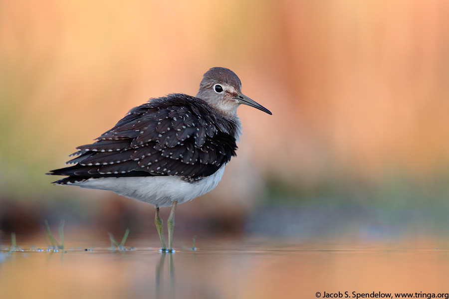 Solitary Sandpiper