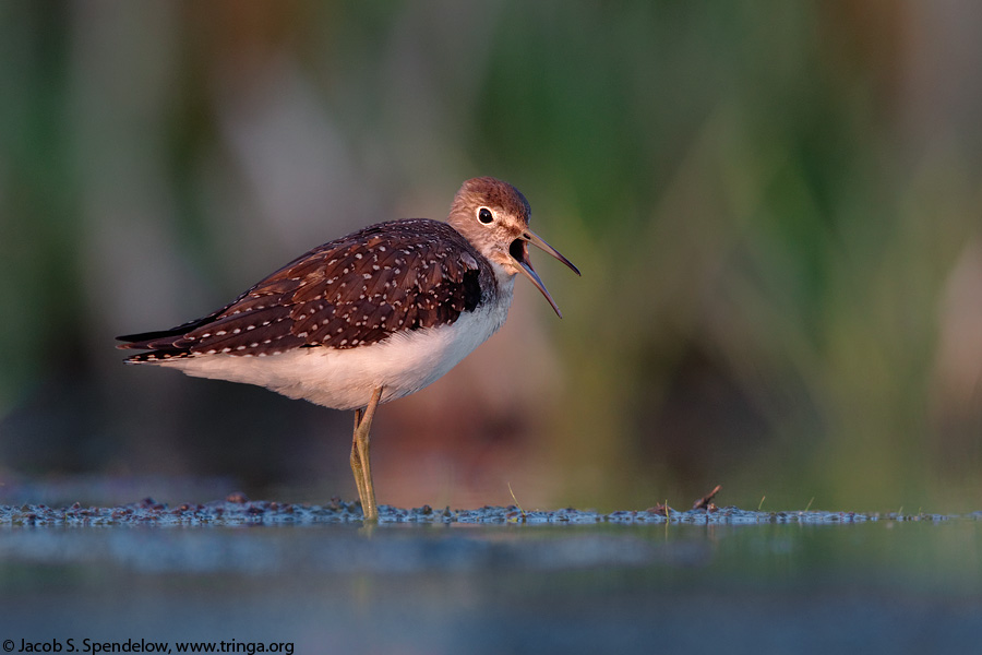 Solitary Sandpiper