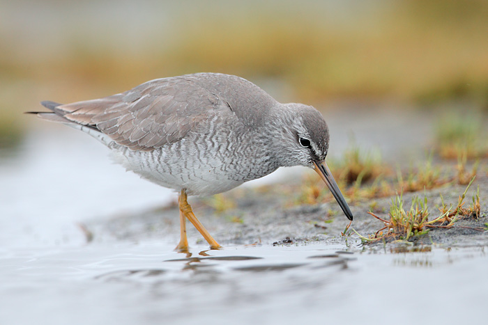 Gray-tailed Tattler