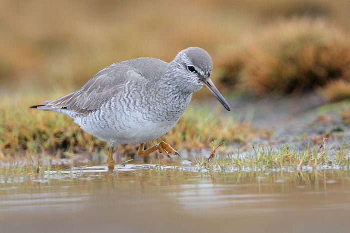 Gray-tailed Tattler