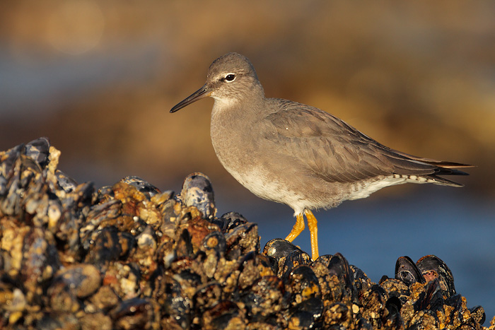 Wandering Tattler