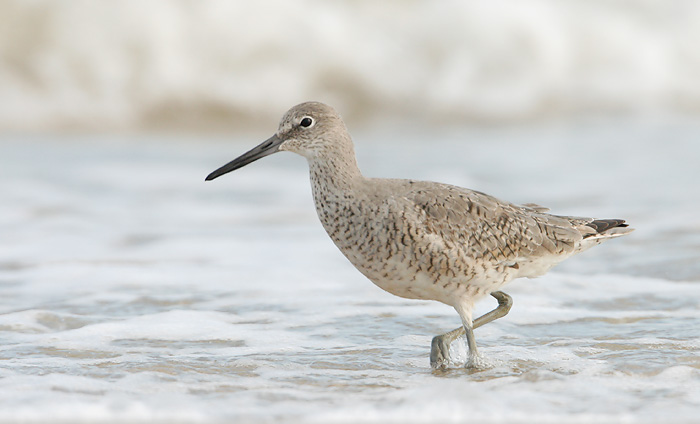 Willet