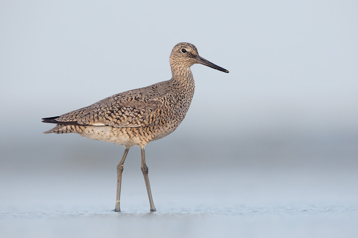 Willet