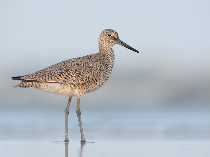 Willet -  2