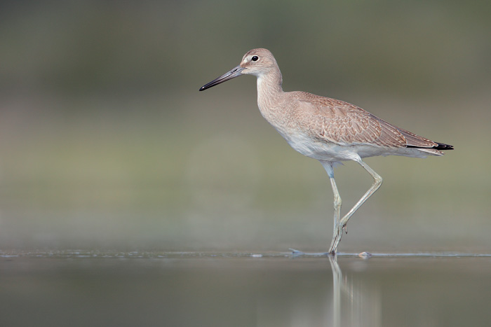 Willet