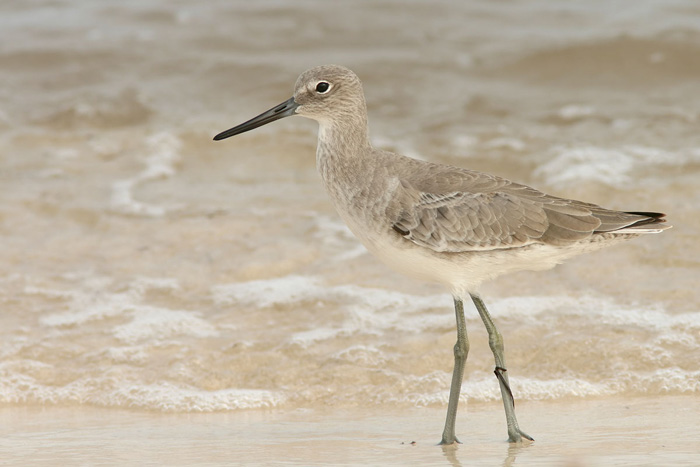 Willet -  10