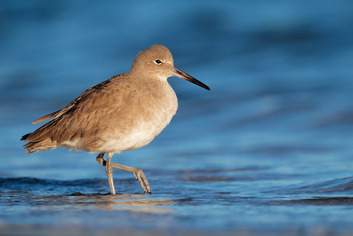 Willet