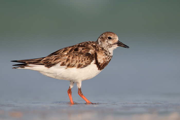 Ruddy Turnstone