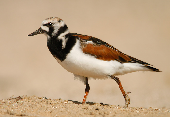 Ruddy Turnstone