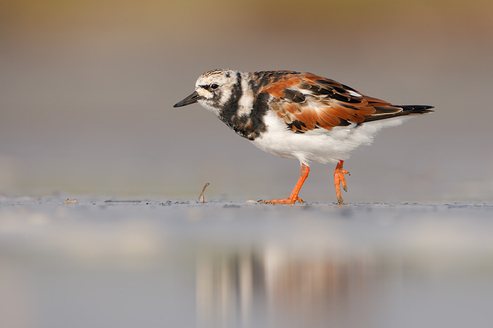 Ruddy Turnstone