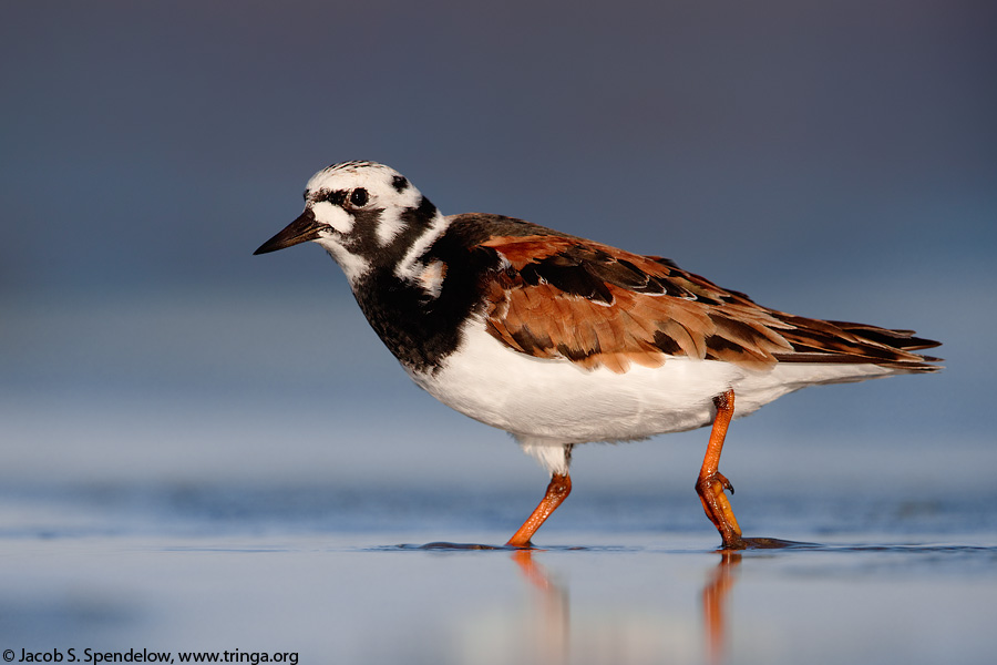 Ruddy Turnstone