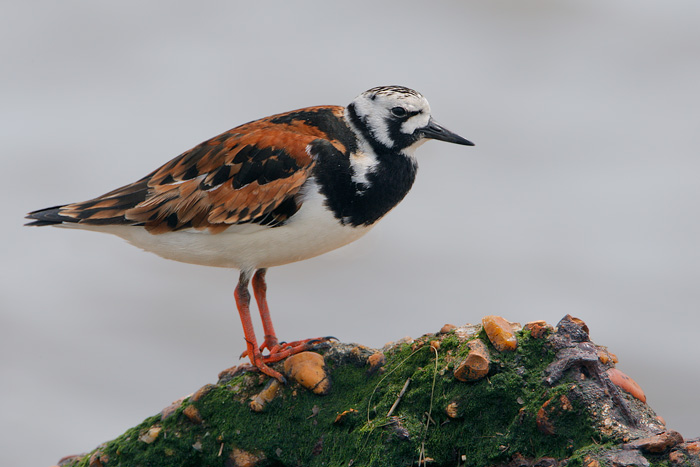 Ruddy Turnstone