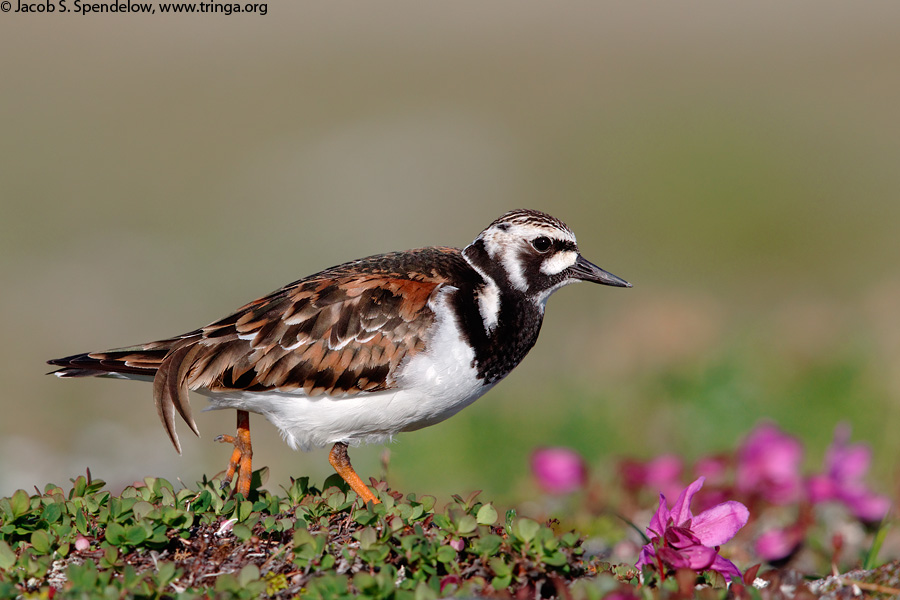 Ruddy Turnstone