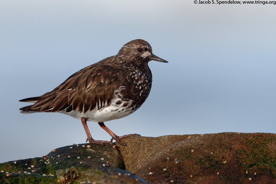 Black Turnstone