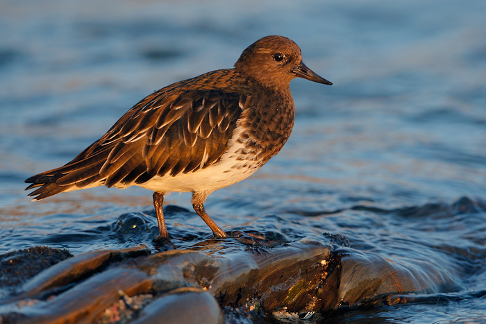 Black Turnstone