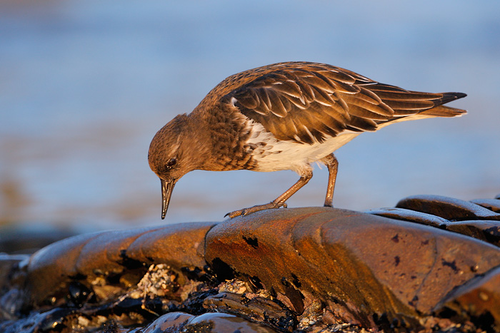 Black Turnstone