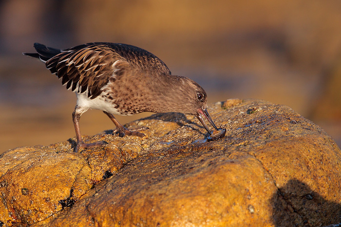 Black Turnstone