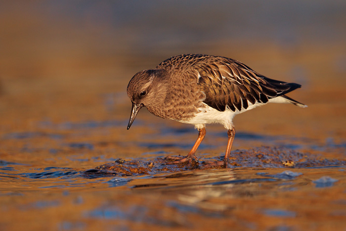 Black Turnstone