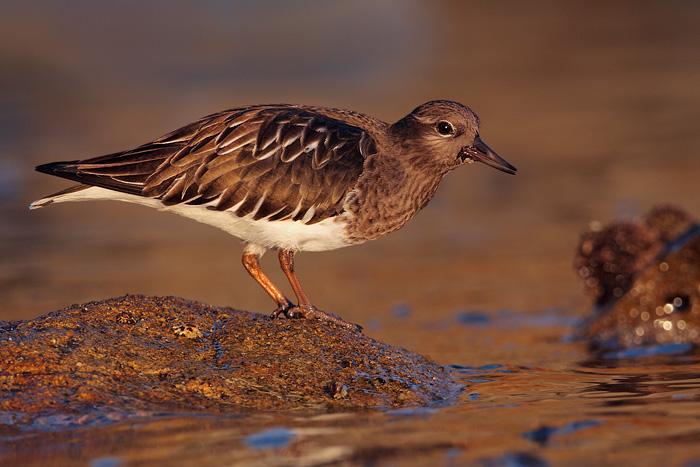 Black Turnstone